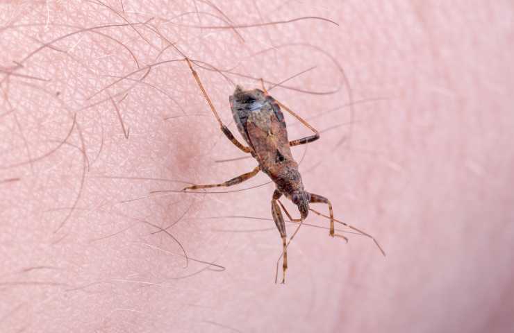 cimice pericolosa uomo