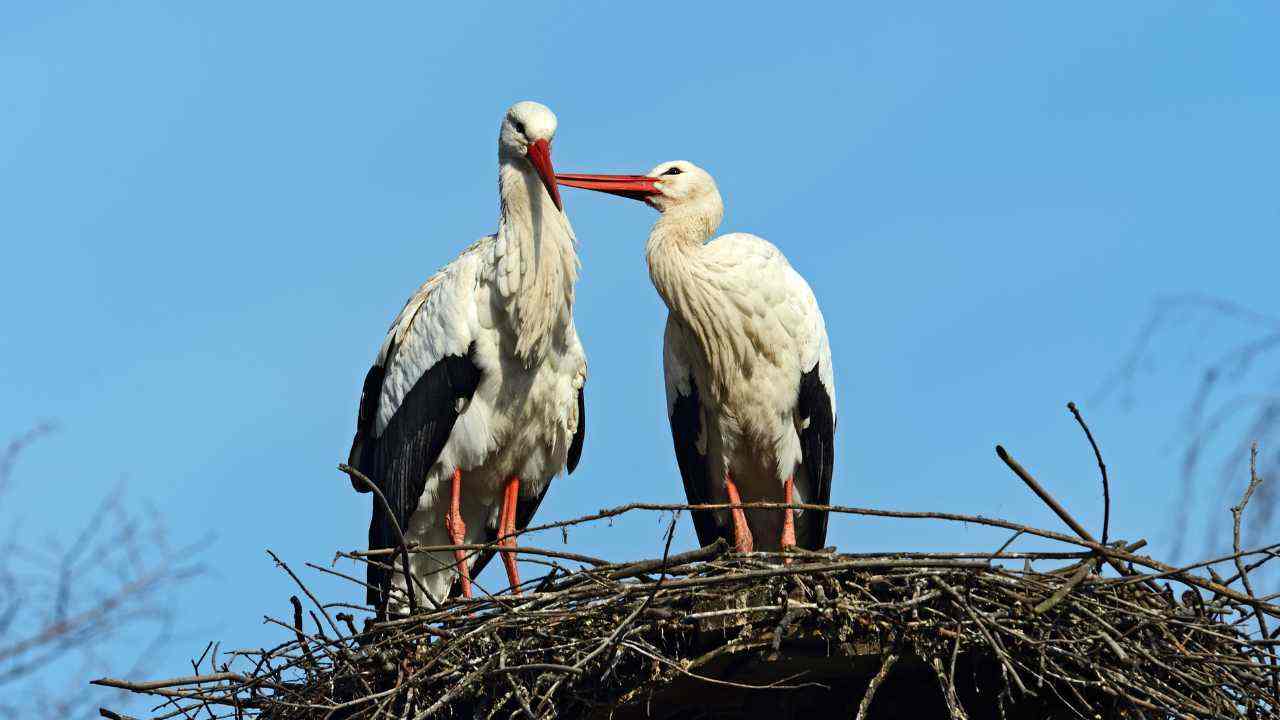 The stork brings a gift for mating