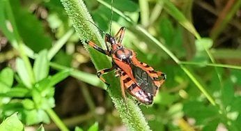 Cimice assassina: puoi trovarla nel tuo giardino. Scopriamo se è pericolosa