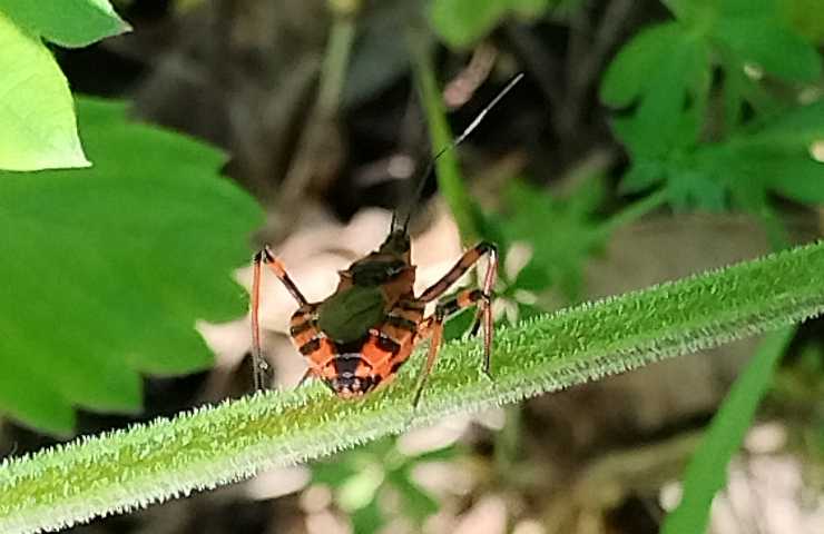 cimice assassina come riconoscerla