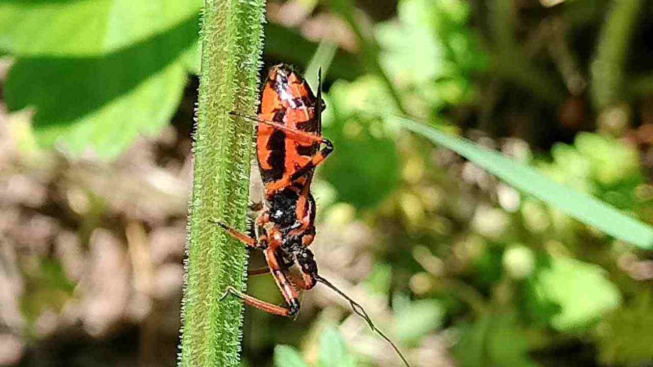 insetto rosso e nero grande con sei zampe cosa è