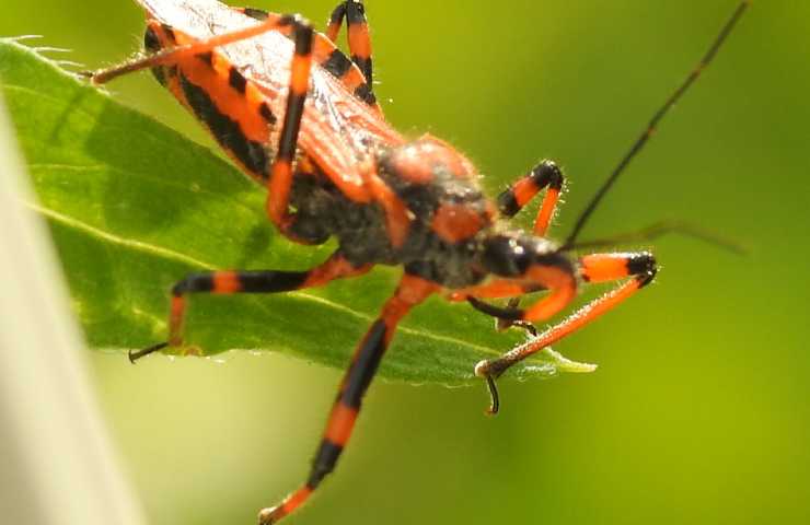 come riconoscere insetto pericoloso