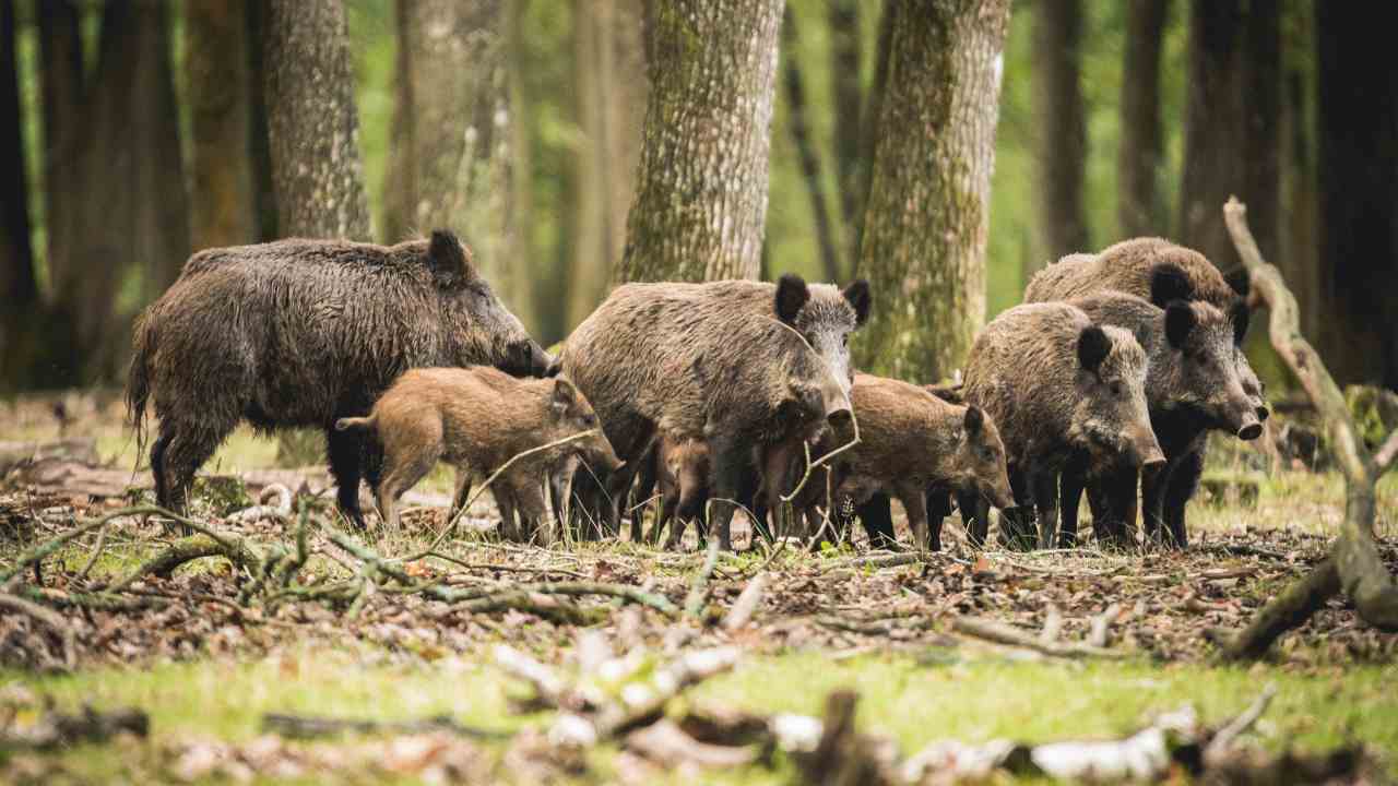 cinghiali aggressione cane roma