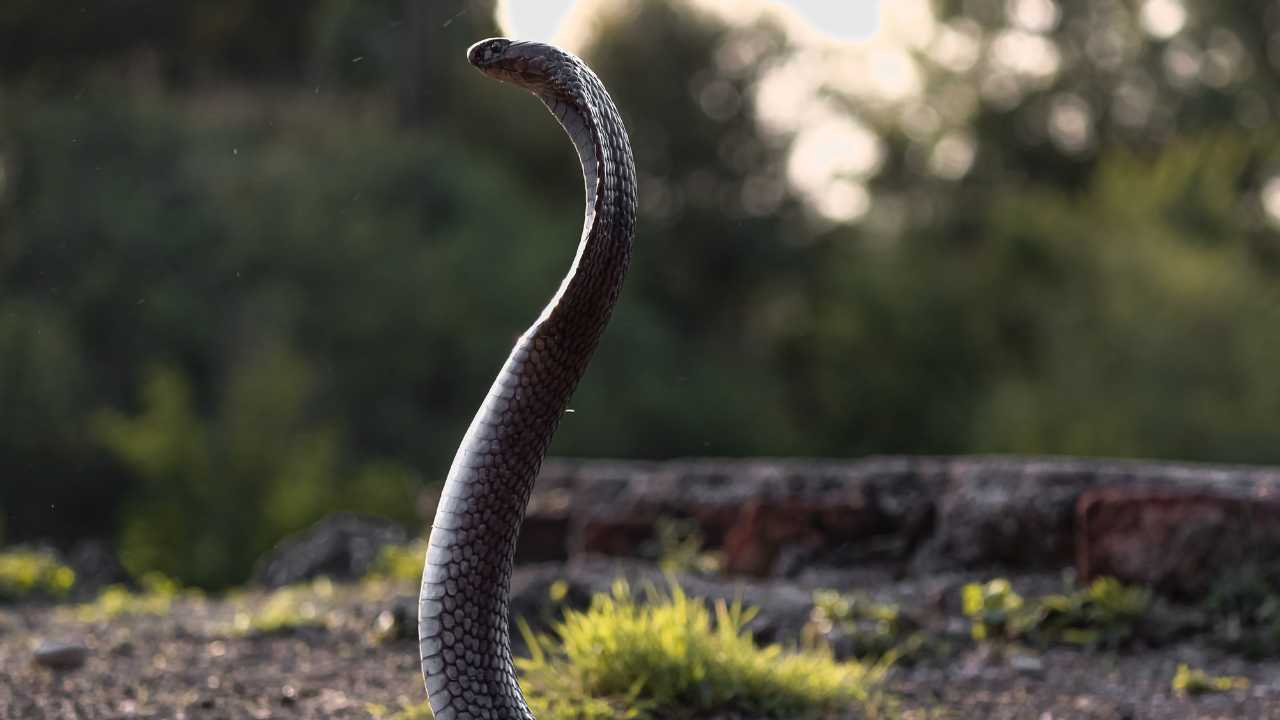 cobra nero beve dal bicchiere video