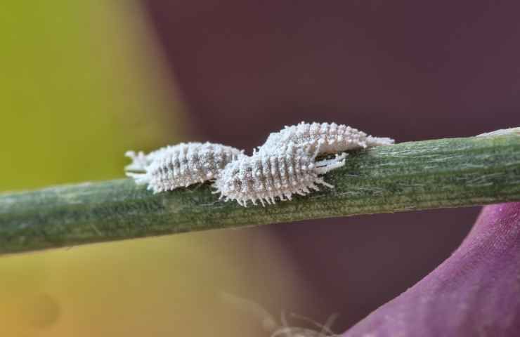 cocciniglie parassiti pianta