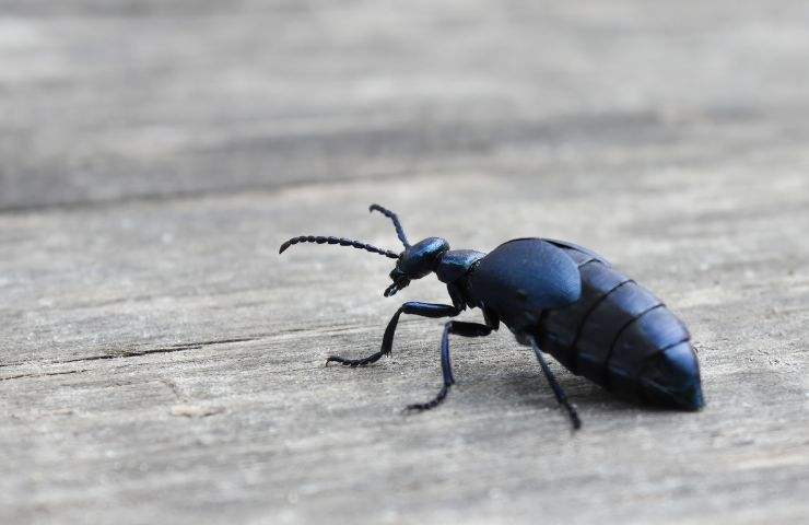 Coleotteri oleosi pericolo allontanarsi insetto