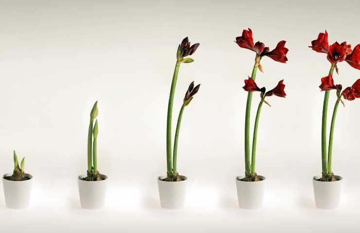 coltivare gli amaryllis in casa