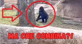 La danza del gorilla finisce malissimo: che dolore! Il VIDEO è esilarante