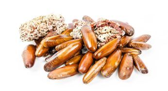 Datteri di mare: quanto valgono? La cifra è assurda (e i bracconieri lo sanno)