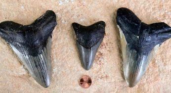 Squalo megalodonte: il gigante dei mari esiste ancora?