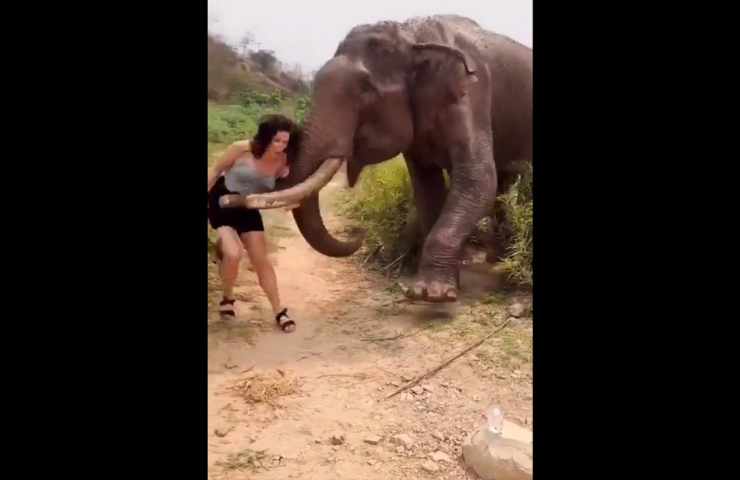 elefante colpisce turista