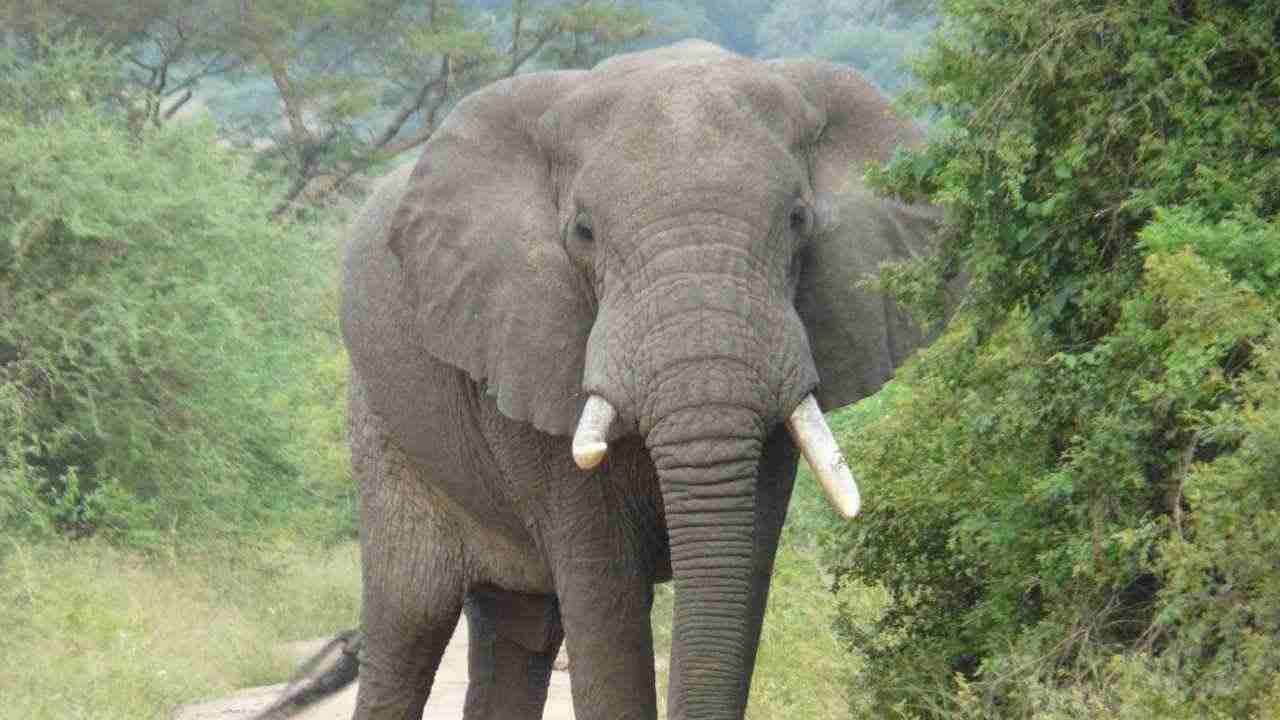 elefante si vendica di una turista