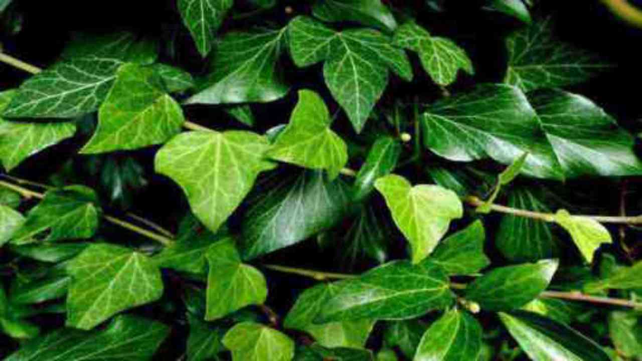 edera foglie verdi