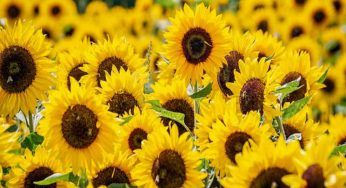 Girasoli: dove tenere la pianta in casa. Non sbagliare posto!