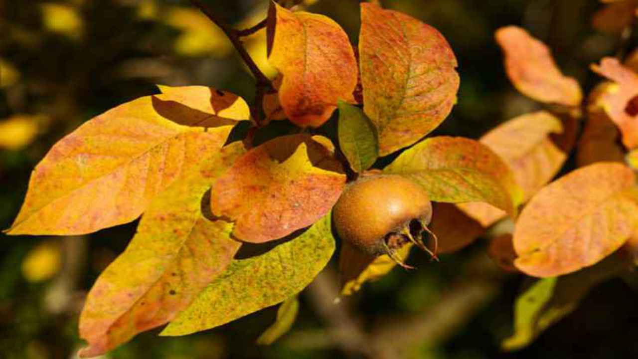 foglie pianta nespolo natura