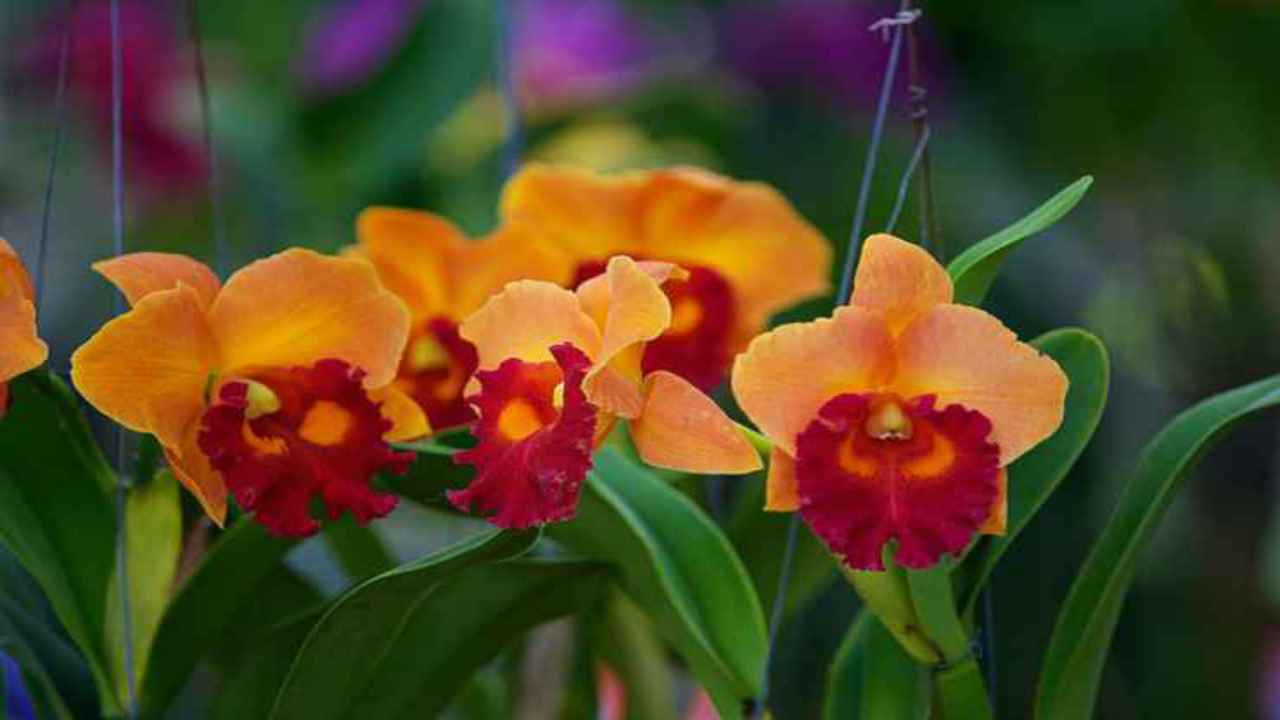 fiori orchidea natura