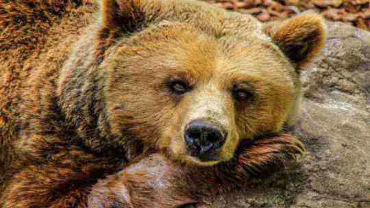 orso animale selvatico