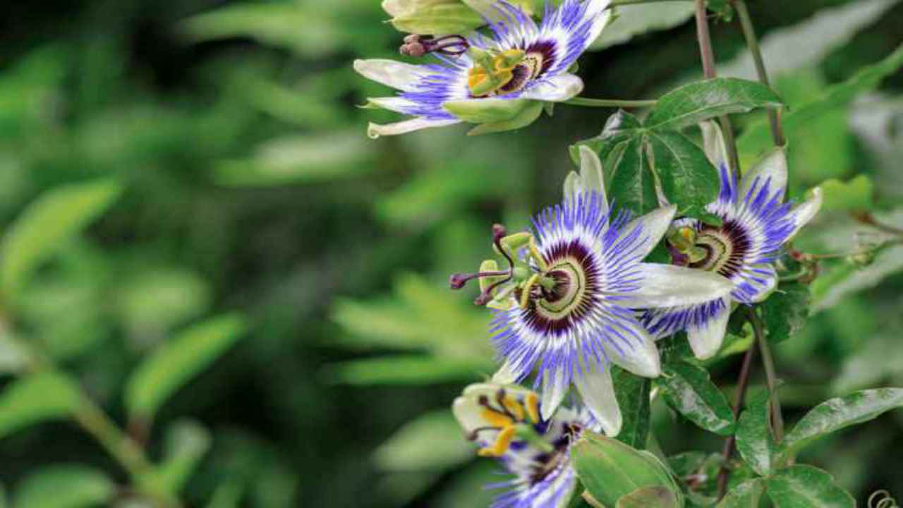 fiori passiflora pianta