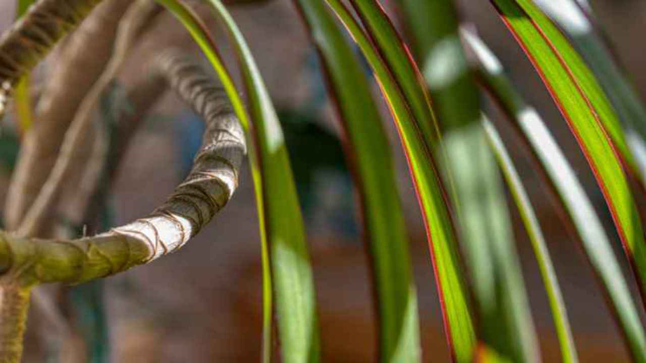 allontanare parassiti dracena