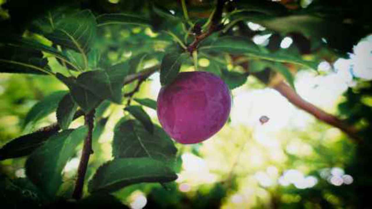 frutto albero susino