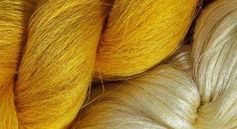 Seta, per produrla uccisi i bruchi mentre tentano di portare avanti la metamorfosi