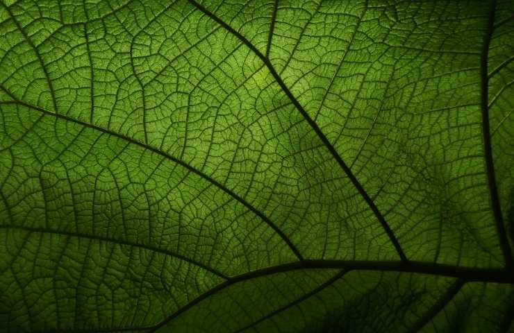 come si realizza la fotosintesi