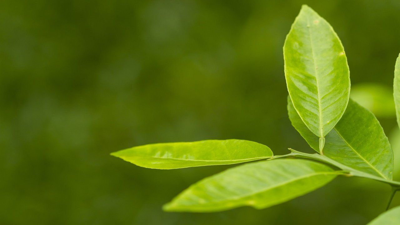 limone agrumi albero