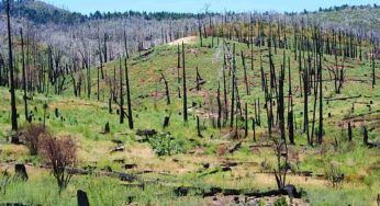 Deforestazione: facciamo il punto sulle nuove leggi e le sanzioni previste
