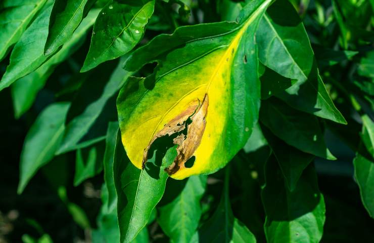 infezioni fungine da cosa sono causate