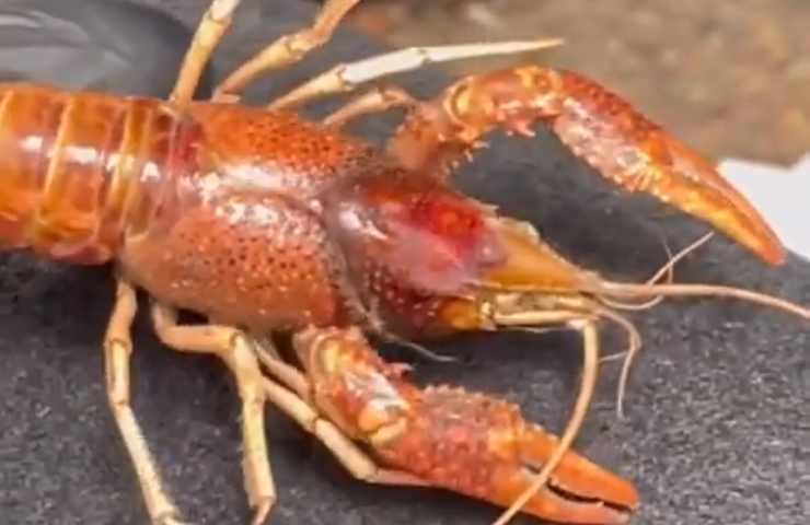 gamberi in una auto lavata