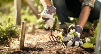 Comune di Roma, corsi per diventare giardiniere: come partecipare