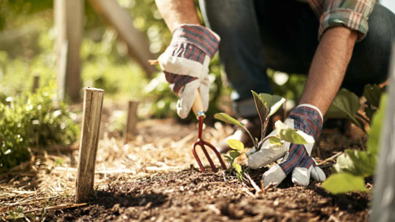 corso giardiniere comune di roma requisiti