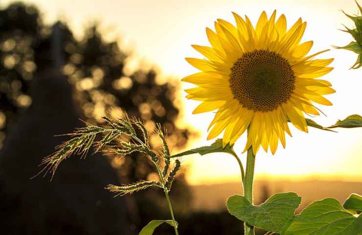 girasole pianta natura