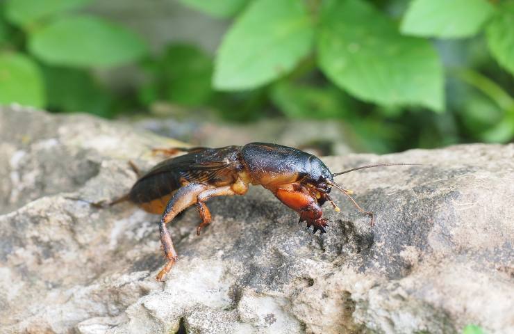 grillotalpa orto parassita 