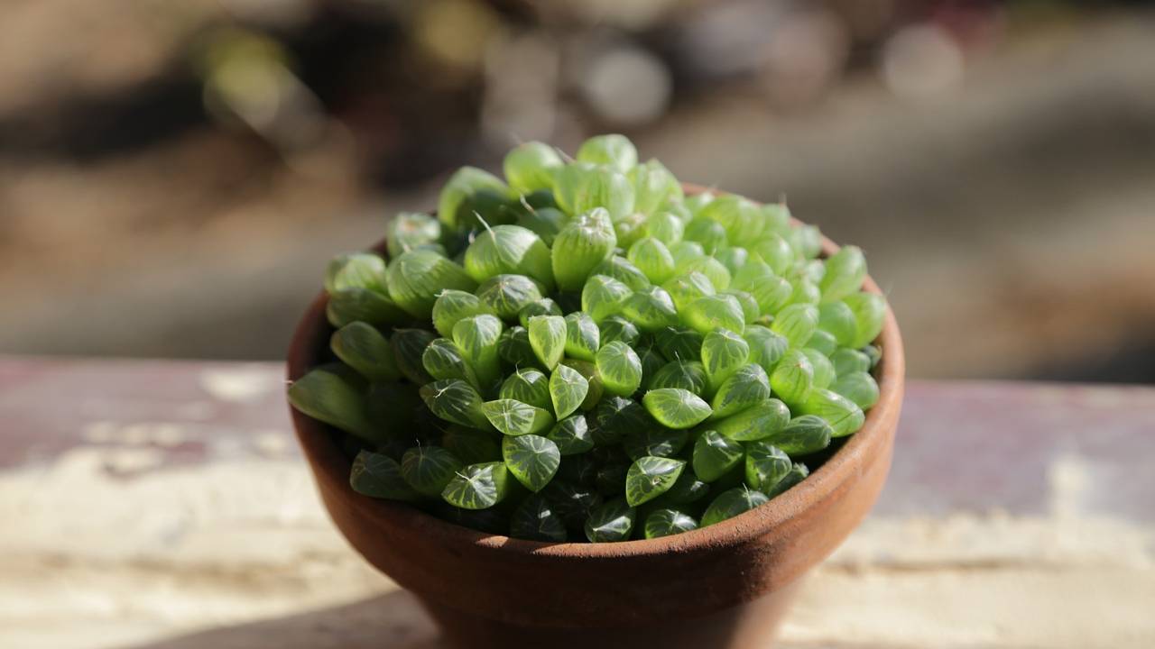 Haworthia Cooperi vaso