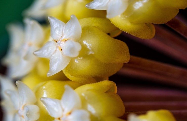 hoya carnosa fiori