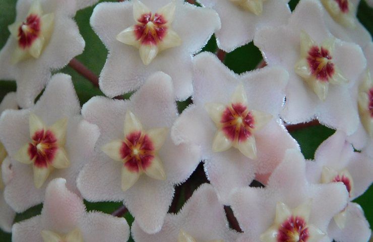 hoya carnosa petali