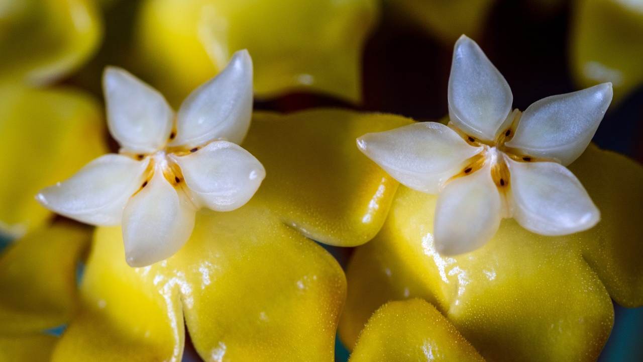 hoya carnosa coltivazione