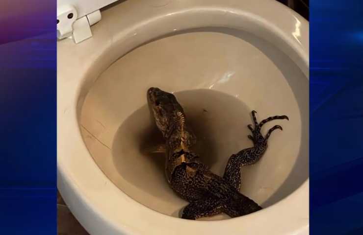 iguana trovano in un bagno di casa