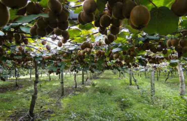 coltivare kiwi orto