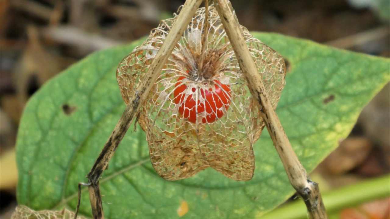 lanterna cinese dettaglio