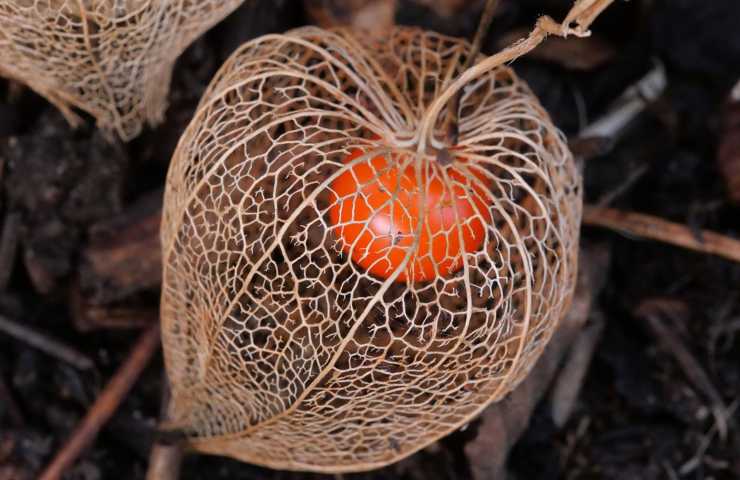 lanterna cinese pianta concime 