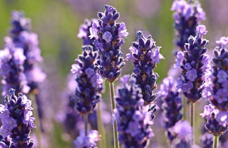 lavanda fertilizzante ideale