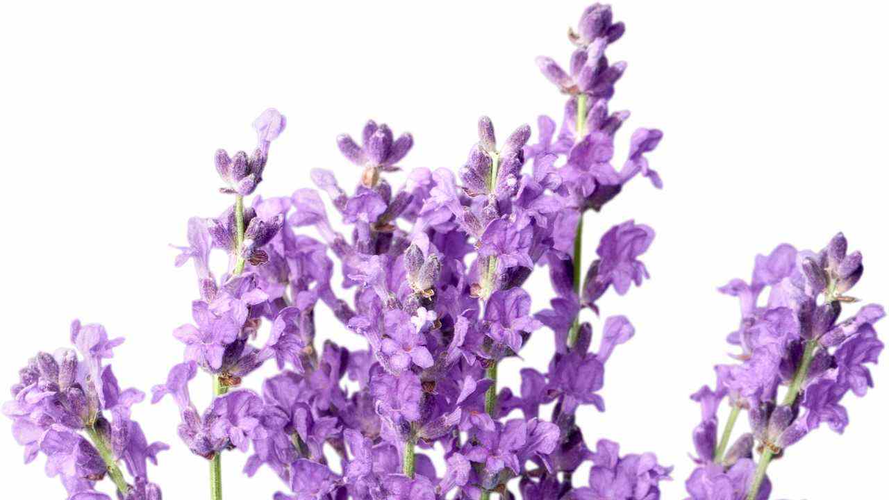 come usare la lavanda in giardino