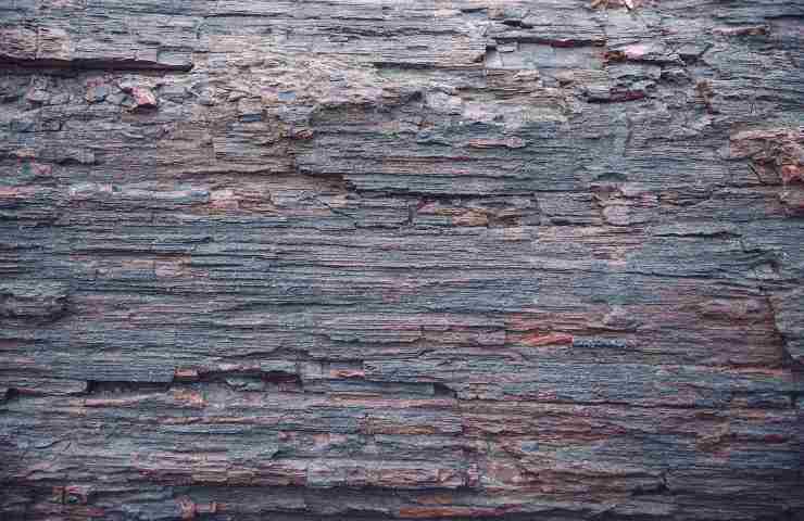 legno fossile mineralizzato