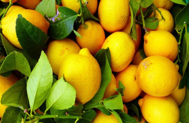 limone agrumi frutti 