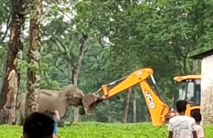 elefantessa contro escavatore
