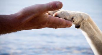 La cagnolina è malata e l’anziano signore non ha soldi per curarla: poi un miracolo
