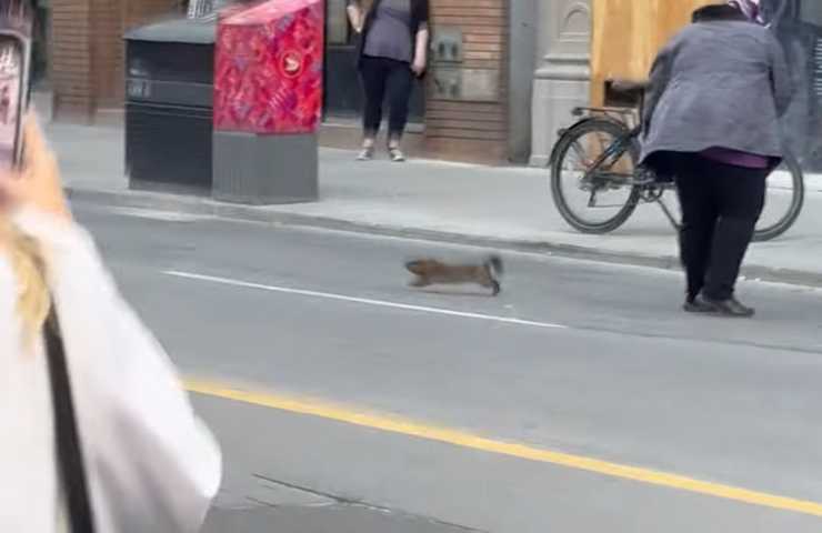 marmotta scappa in strada