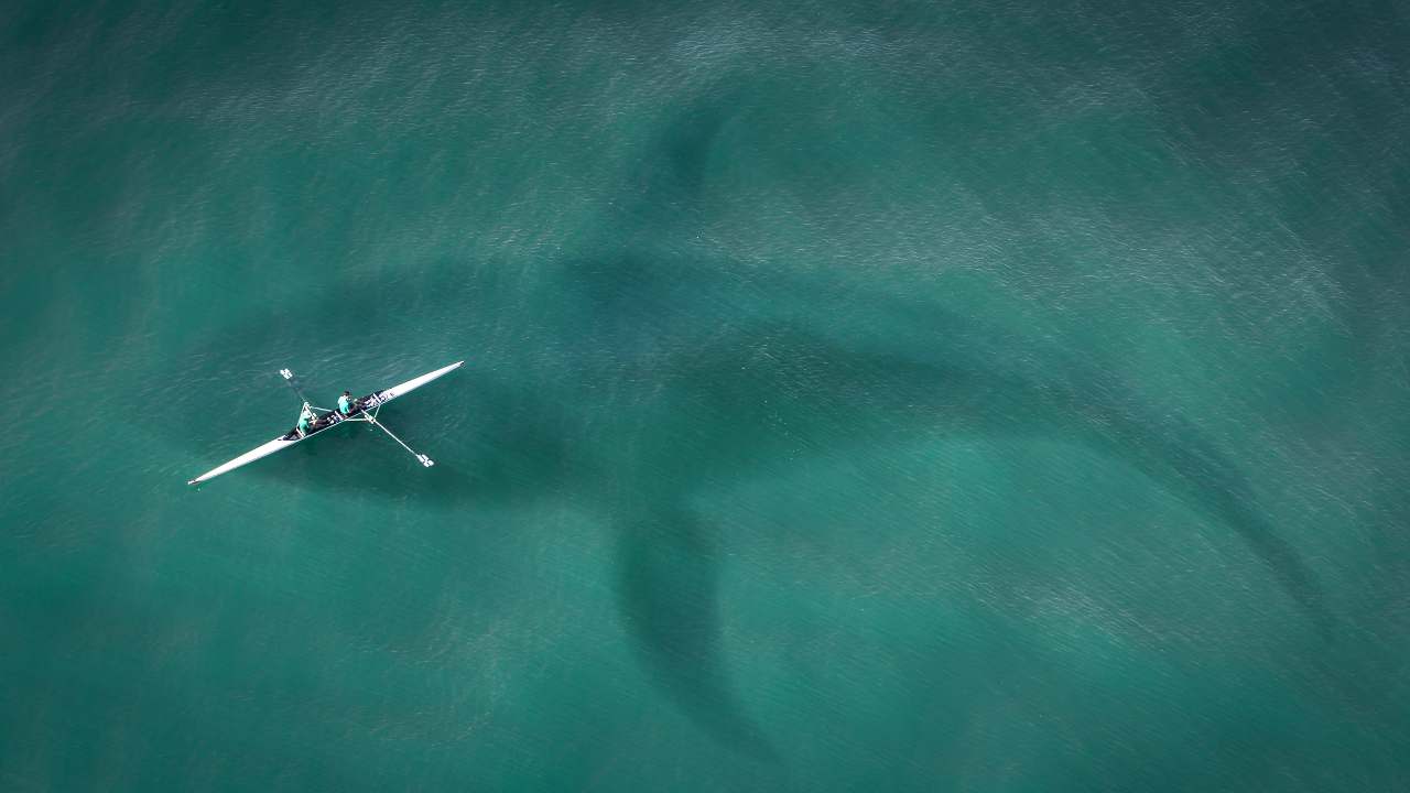 esiste ancora il megalodonte